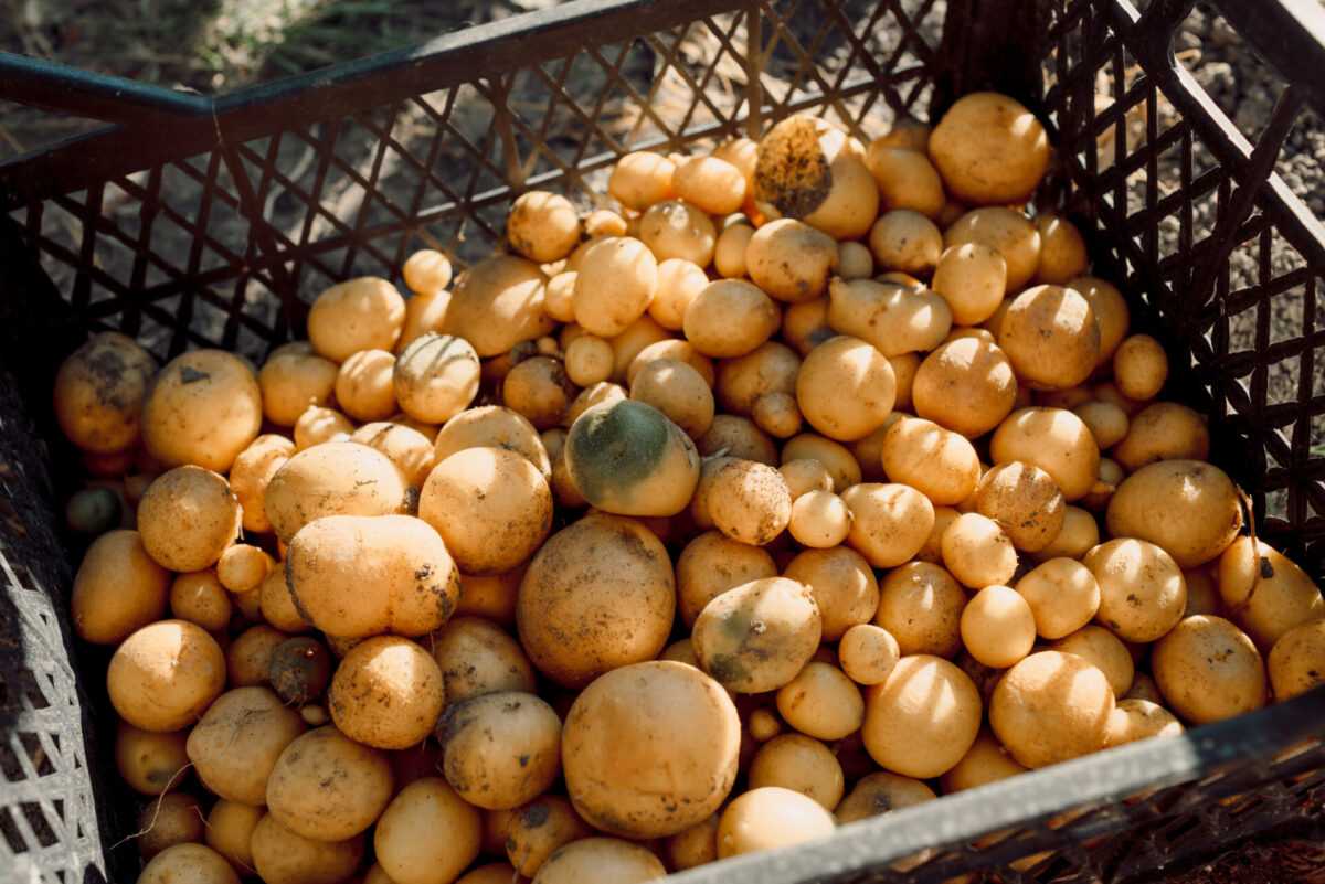 Welche Kartoffelsorten sich besonders eignen